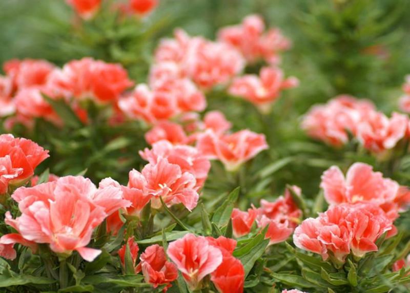 古代稀种子送春花四季播种妙植种子室内阳台盆栽易种