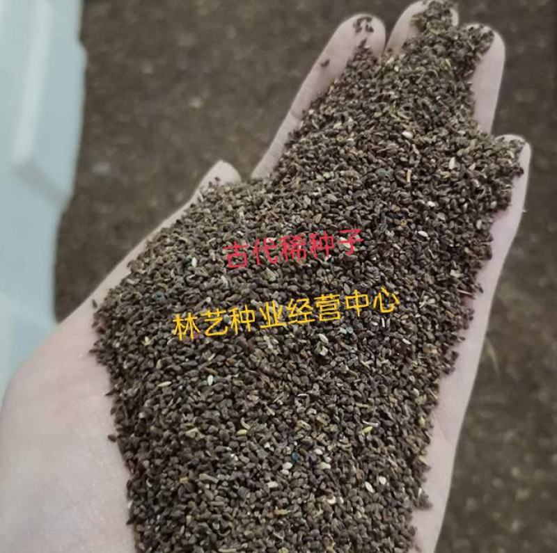 古代稀种子送春花四季播种妙植种子室内阳台盆栽易种