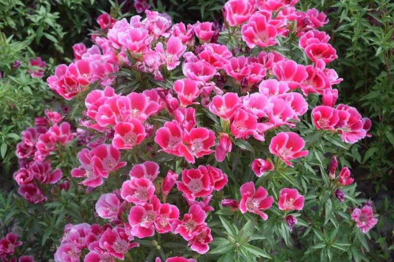 古代稀种子送春花四季播种妙植种子室内阳台盆栽易种