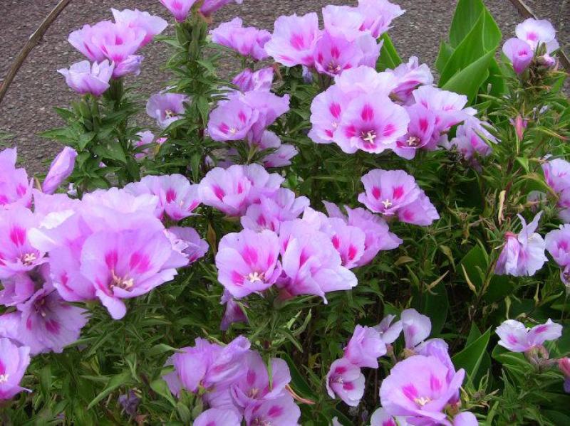 古代稀种子送春花四季播种妙植种子室内阳台盆栽易种