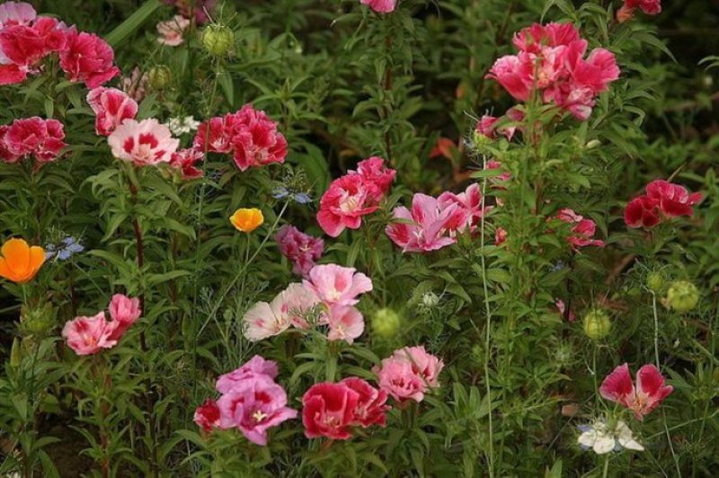 古代稀种子送春花四季播种妙植种子室内阳台盆栽易种
