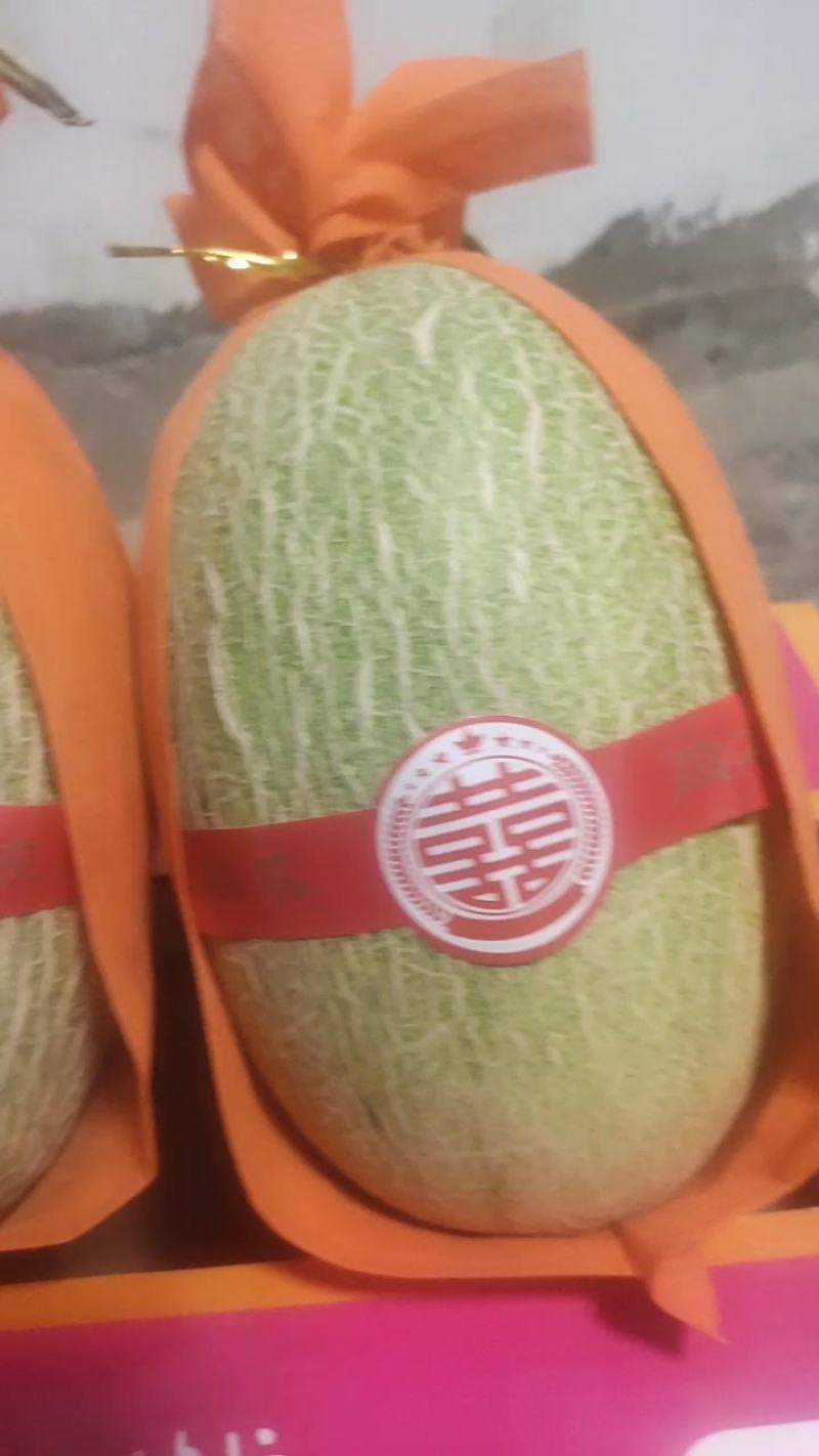 耀龙25号哈密瓜种植基地甘肃玉门耀龙25号哈密瓜批发