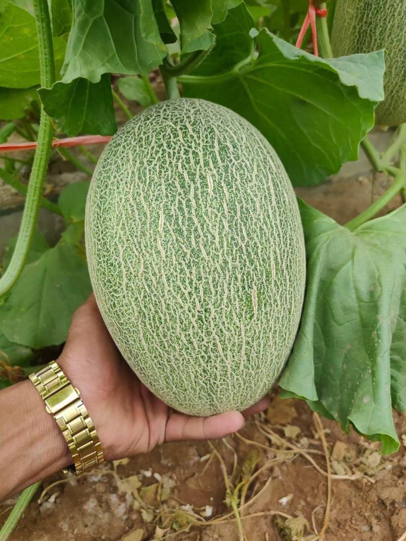 耀龙25号哈密瓜种植基地甘肃玉门耀龙25号哈密瓜批发