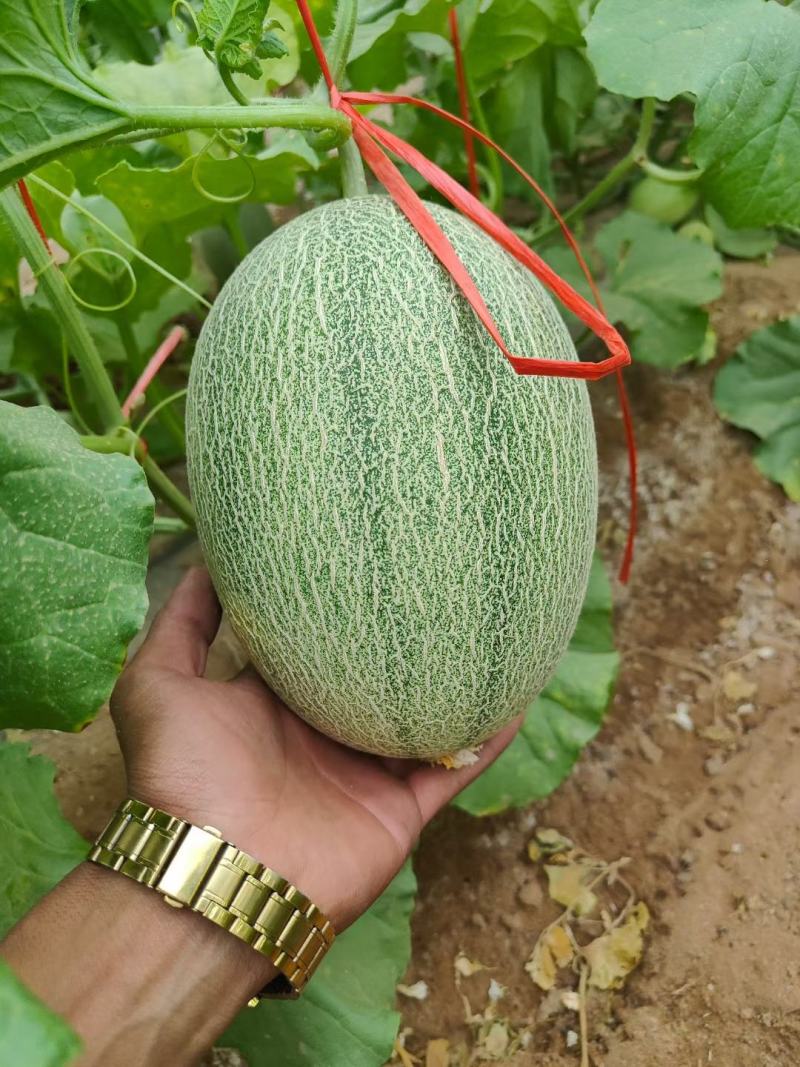 耀龙25号哈密瓜种植基地甘肃玉门耀龙25号哈密瓜批发