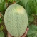 耀龙25号哈密瓜种植基地甘肃玉门耀龙25号哈密瓜批发