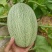 耀龙25号哈密瓜种植基地甘肃玉门耀龙25号哈密瓜批发