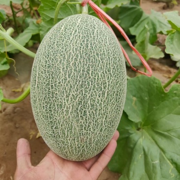 耀龙25号哈密瓜种植基地甘肃玉门耀龙25号哈密瓜批发