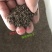福禄考种子多年生宿根花种子四季种易活庭院室外景观花种籽子
