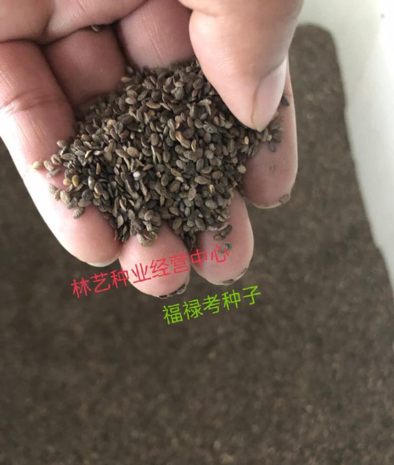 福禄考种子多年生宿根花种子四季种易活庭院室外景观花种籽子