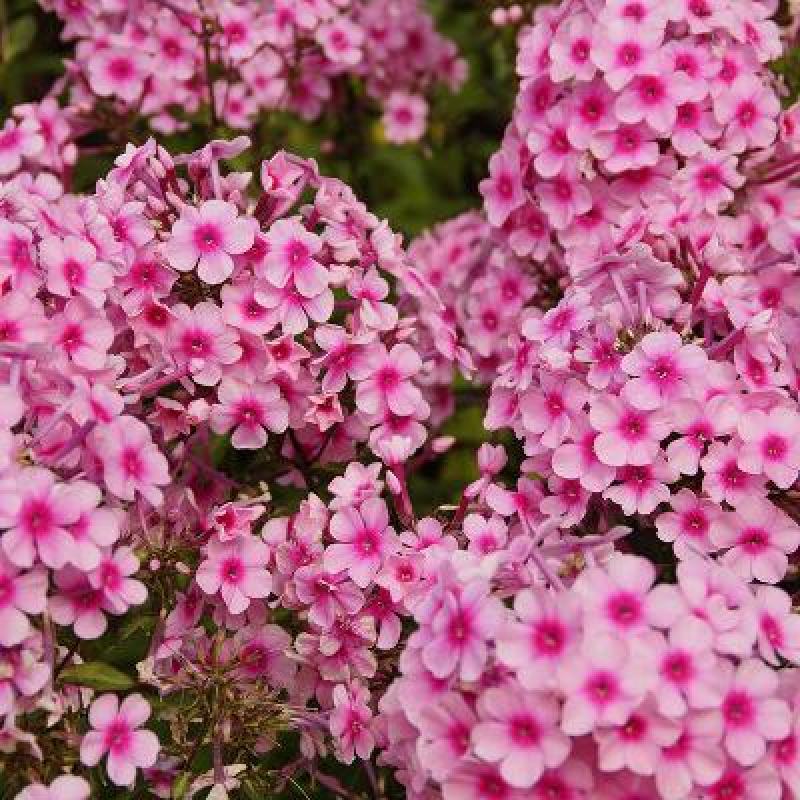 福禄考种子多年生宿根花种子四季种易活庭院室外景观花种籽子