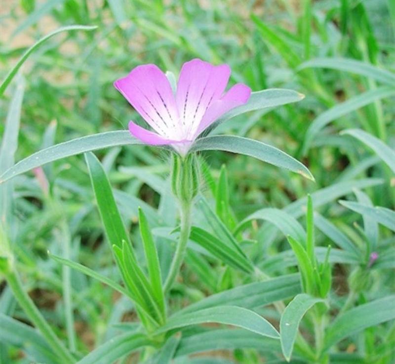 麦仙翁种子四季开不断耐旱易活室外庭院植物盆栽景观卉种子