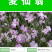 麦仙翁种子四季开不断耐旱易活室外庭院植物盆栽景观卉种子