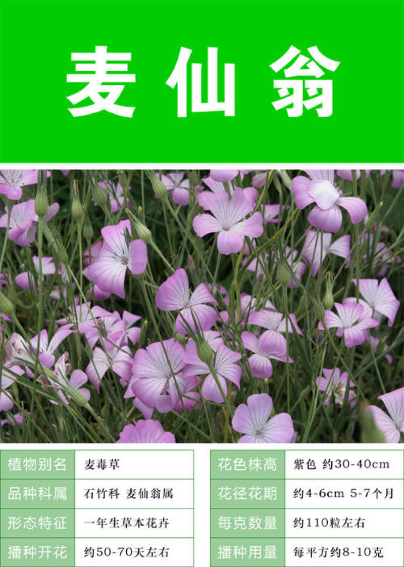 麦仙翁种子四季开不断耐旱易活室外庭院植物盆栽景观卉种子