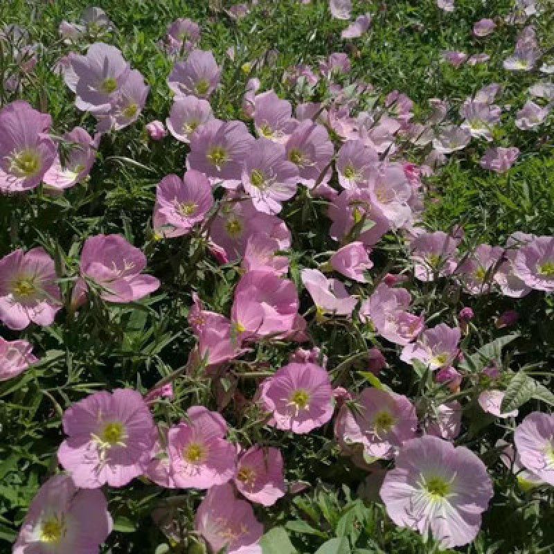 美丽月见草种子粉花多年生宿根花卉种子种春秋播草花种子