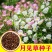 美丽月见草种子粉花多年生宿根花卉种子种春秋播草花种子