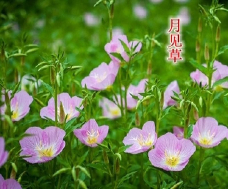 美丽月见草种子粉花多年生宿根花卉种子种春秋播草花种子