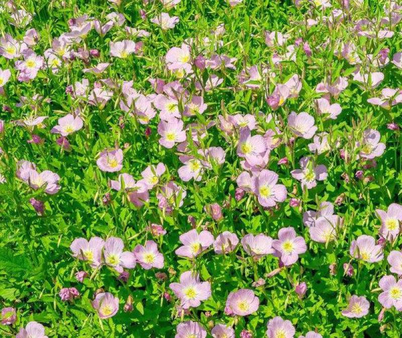 美丽月见草种子粉花多年生宿根花卉种子种春秋播草花种子