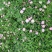 美丽月见草种子粉花多年生宿根花卉种子种春秋播草花种子