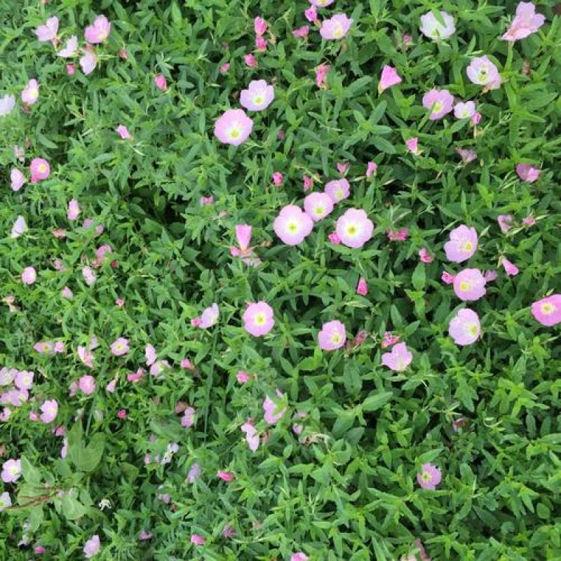 美丽月见草种子粉花多年生宿根花卉种子种春秋播草花种子