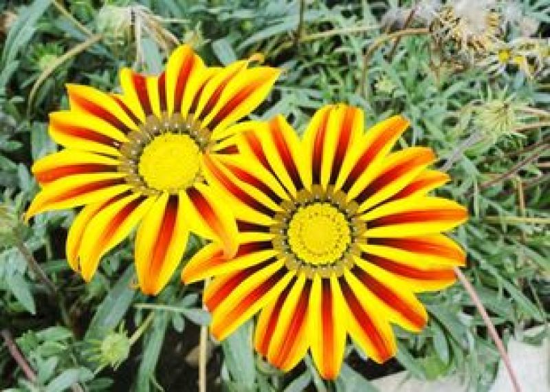勋章菊种子四季花种子非洲太阳花菊花阳台庭院盆栽花卉种籽