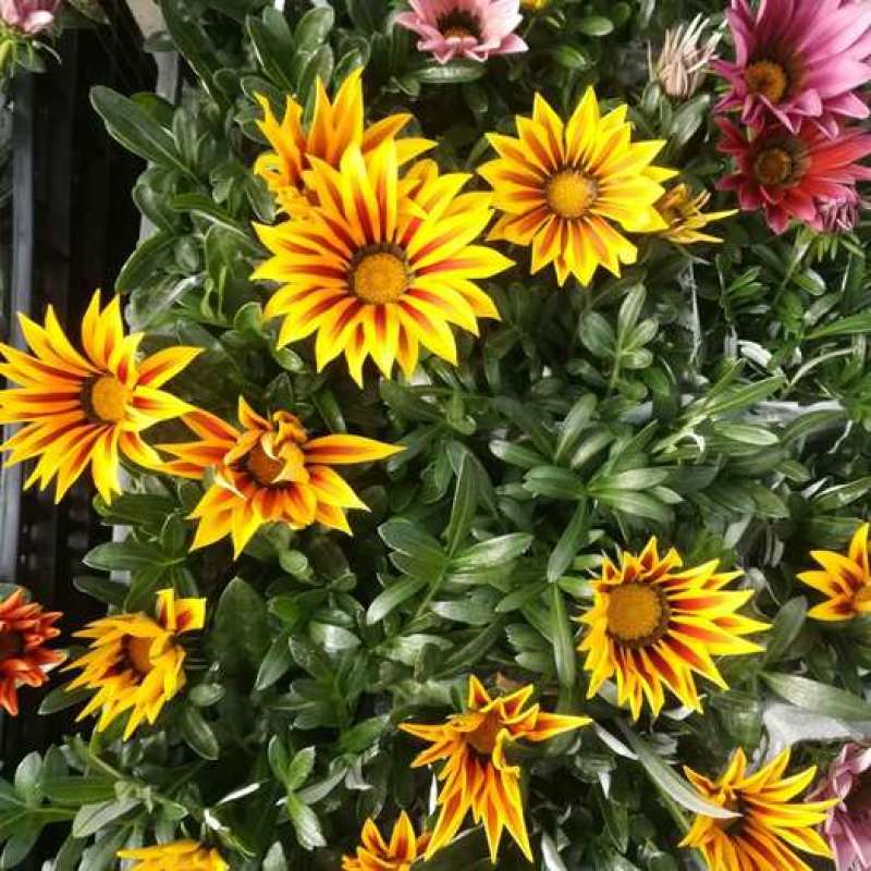 勋章菊种子四季花种子非洲太阳花菊花阳台庭院盆栽花卉种籽