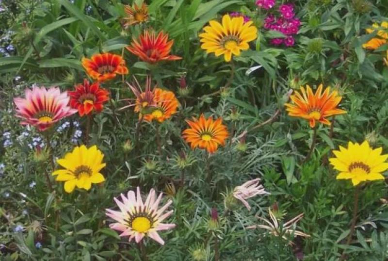 勋章菊种子四季花种子非洲太阳花菊花阳台庭院盆栽花卉种籽