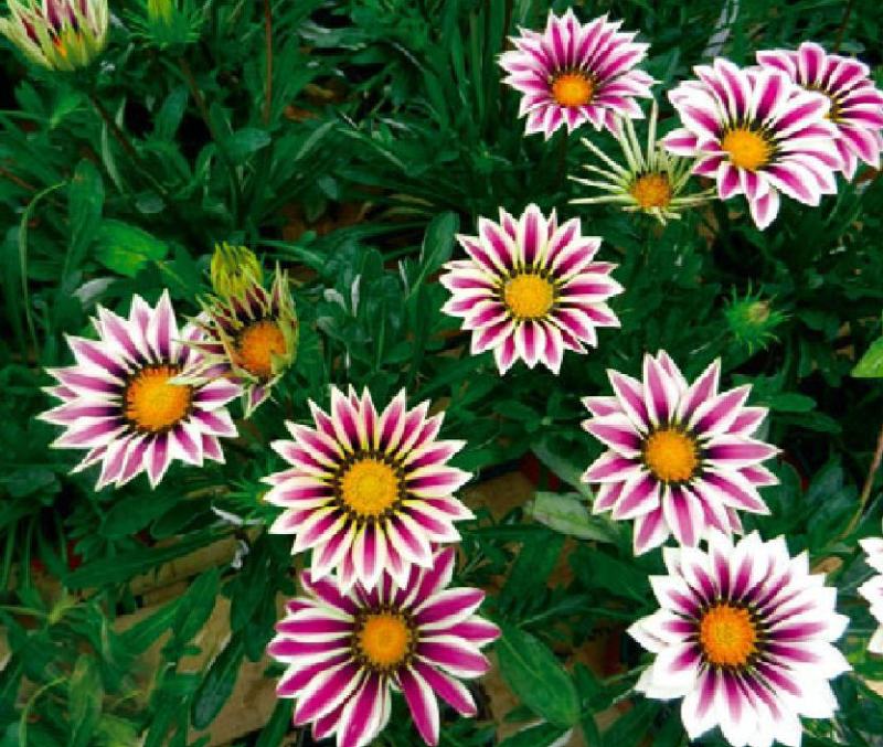 勋章菊种子四季花种子非洲太阳花菊花阳台庭院盆栽花卉种籽