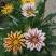 勋章菊种子四季花种子非洲太阳花菊花阳台庭院盆栽花卉种籽
