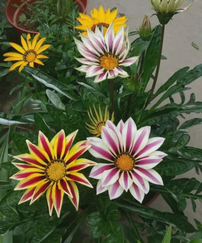 勋章菊种子四季花种子非洲太阳花菊花阳台庭院盆栽花卉种籽