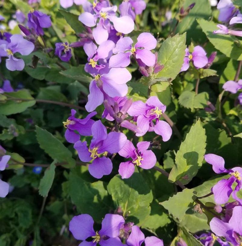二月兰花种子四季种耐寒诸葛菜种子花种子四季易活多年生宿根