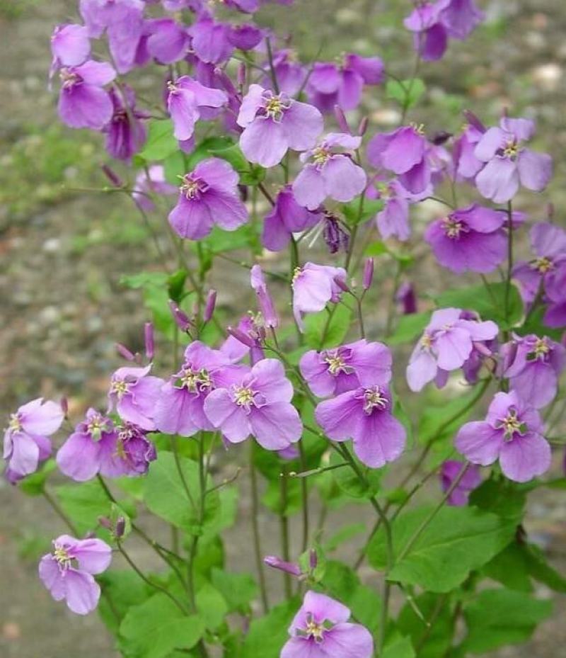 二月兰花种子四季种耐寒诸葛菜种子花种子四季易活多年生宿根