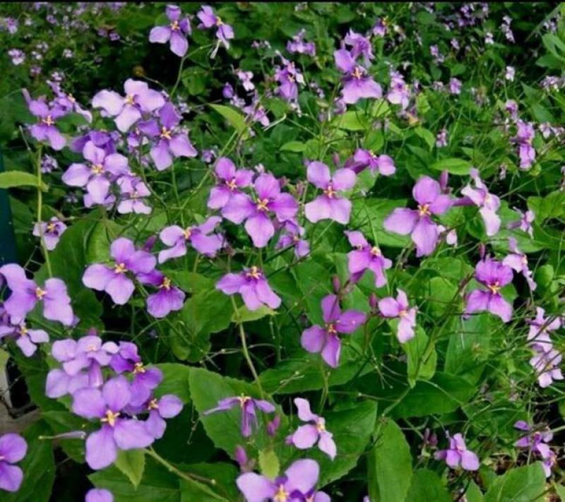 二月兰花种子四季种耐寒诸葛菜种子花种子四季易活多年生宿根