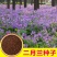 二月兰花种子四季种耐寒诸葛菜种子花种子四季易活多年生宿根