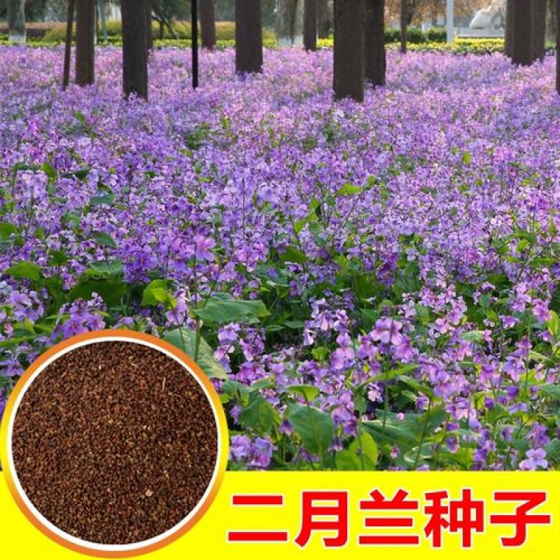 二月兰花种子四季种耐寒诸葛菜种子花种子四季易活多年生宿根