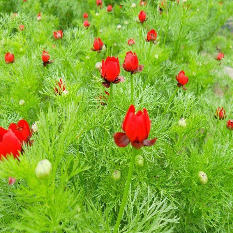 红色矮杆福寿草种子花卉种子草坪籽家庭园艺春夏秋福寿花