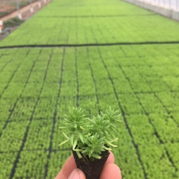 金叶佛甲草128穴盘苗