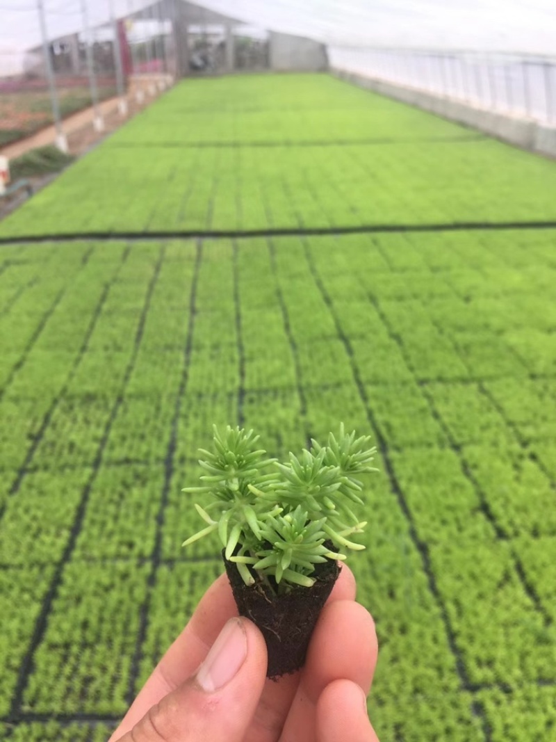 金叶佛甲草128穴盘苗