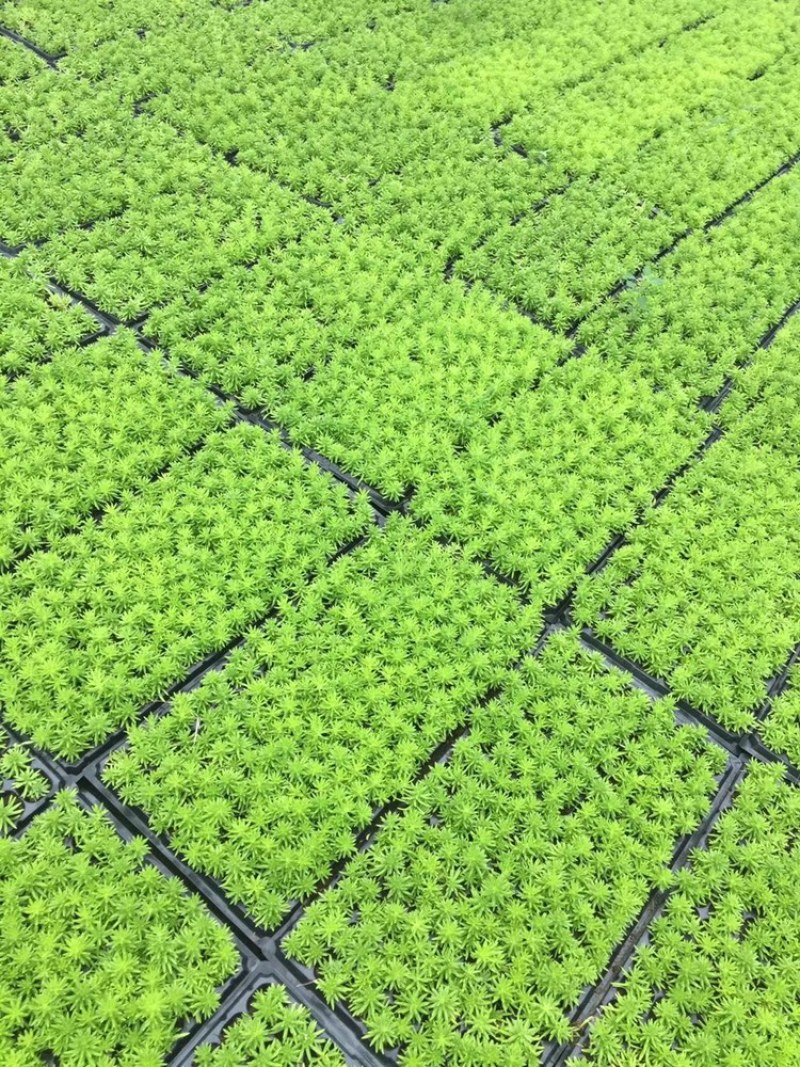 金叶佛甲草128穴盘苗
