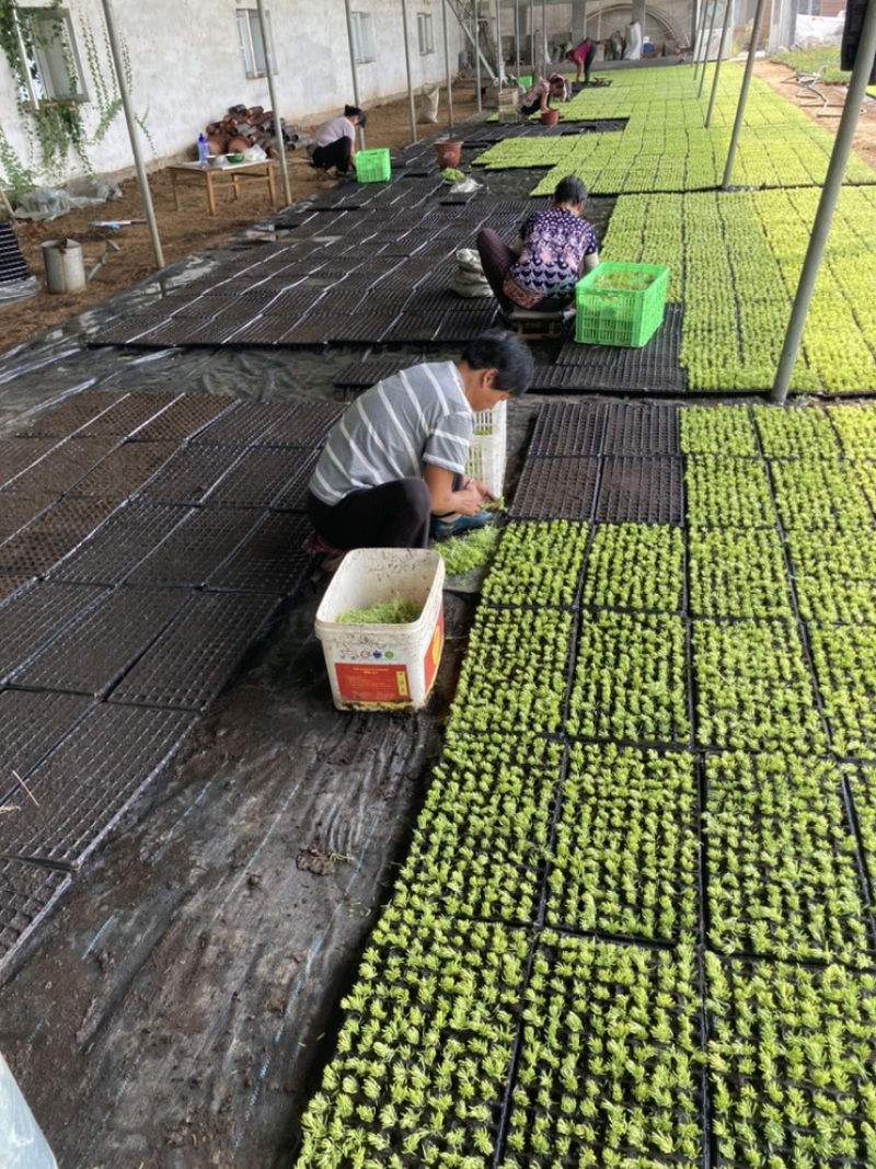 金叶佛甲草128穴盘苗