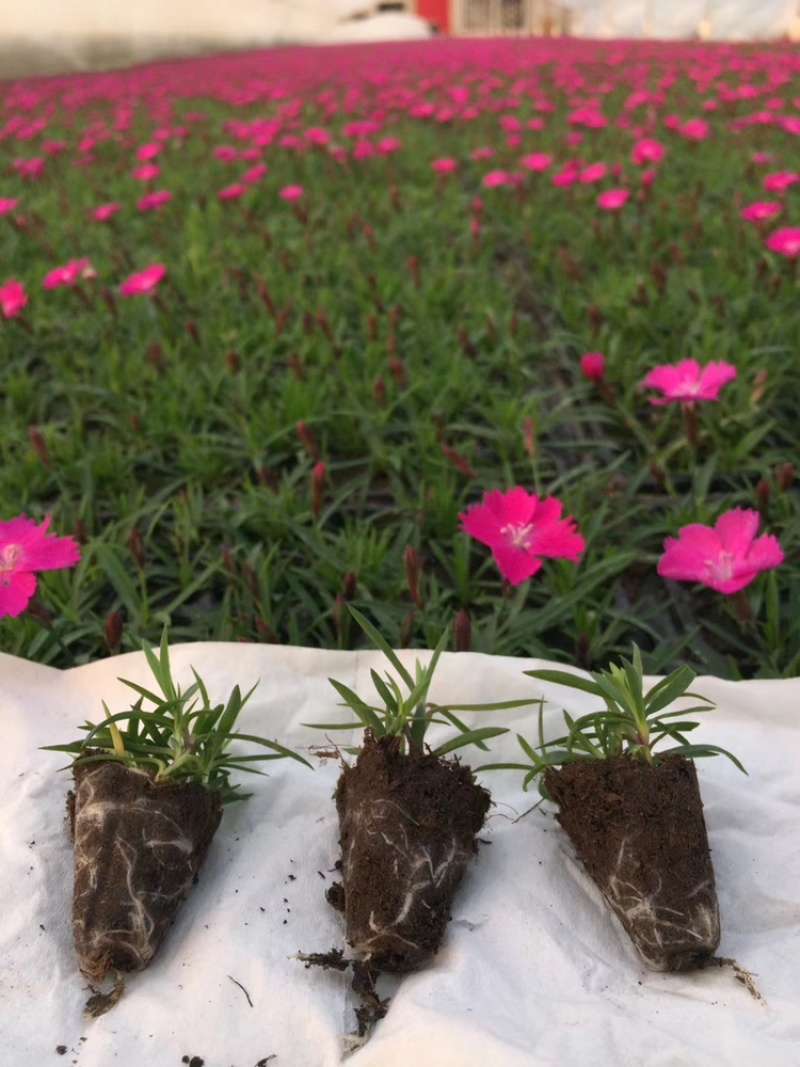 欧石竹穴盘苗