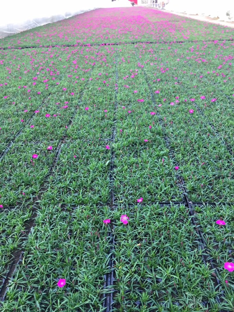 欧石竹穴盘苗