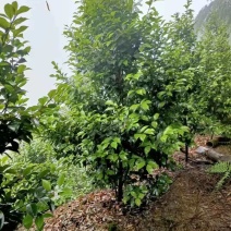 茶花