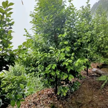 茶花