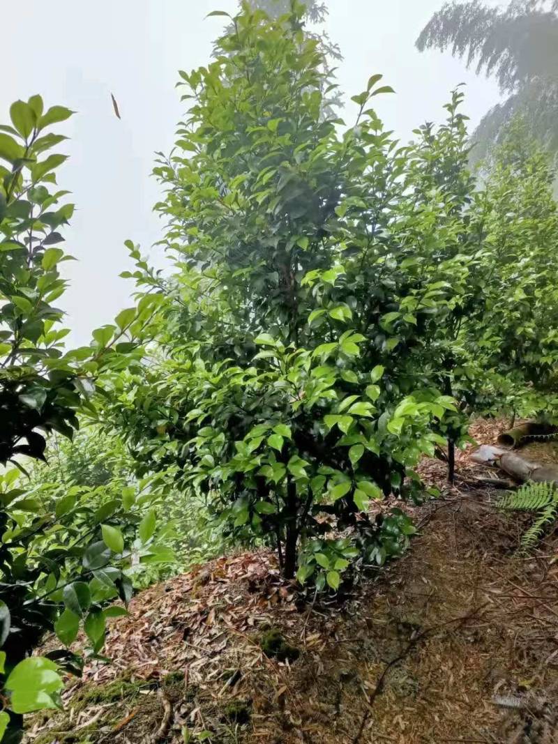 茶花
