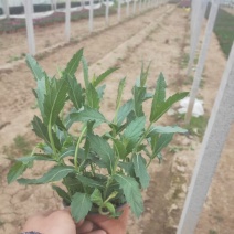 桑托斯马鞭草