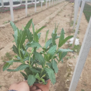 桑托斯马鞭草