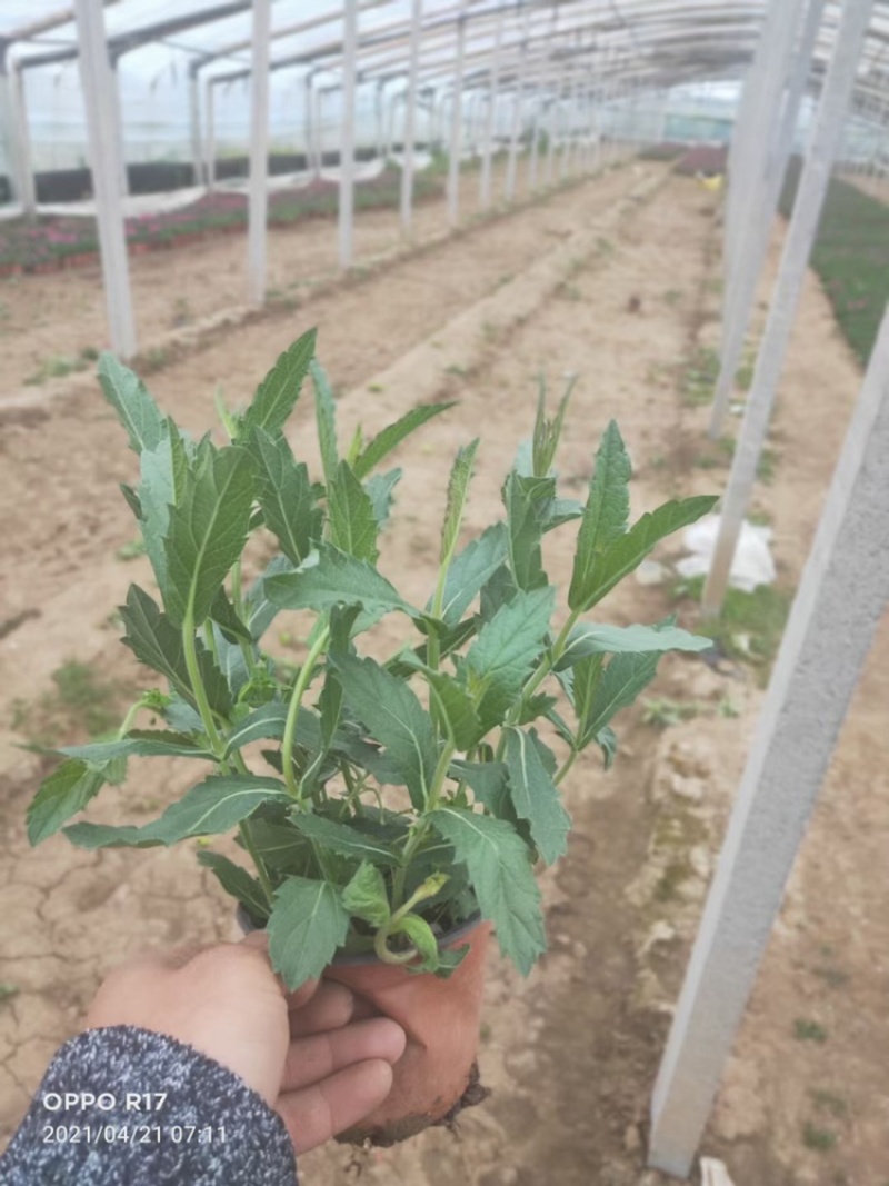 桑托斯马鞭草