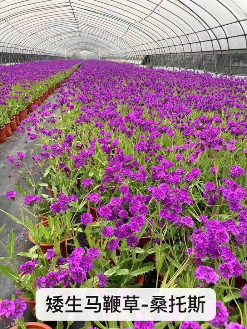 桑托斯马鞭草