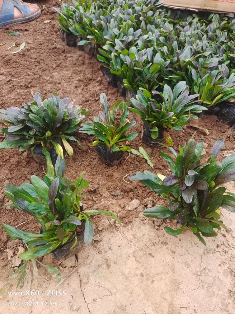 筋骨草