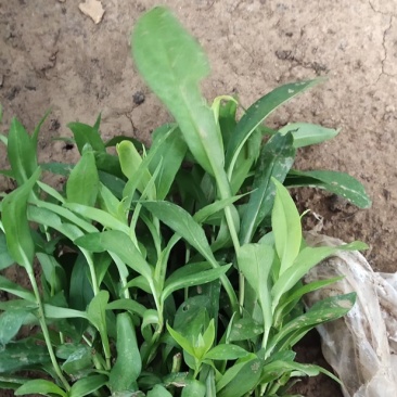 紫菀